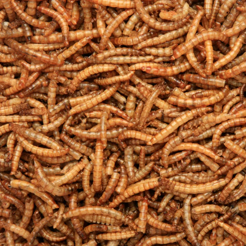 Copdock Mill Dried Mealworms 12.55kg